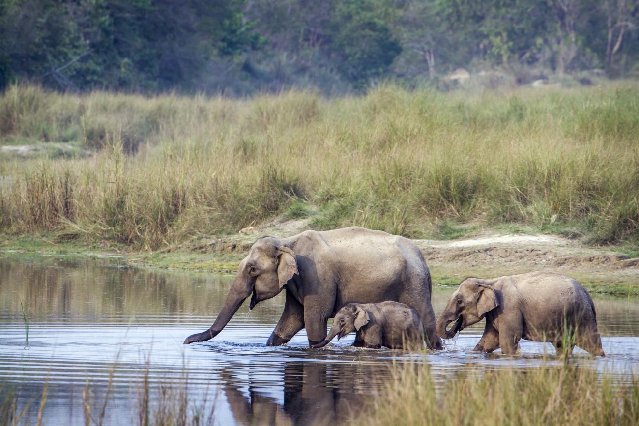 Family of 3 elephants including a baby, trudging through a river in NEpal